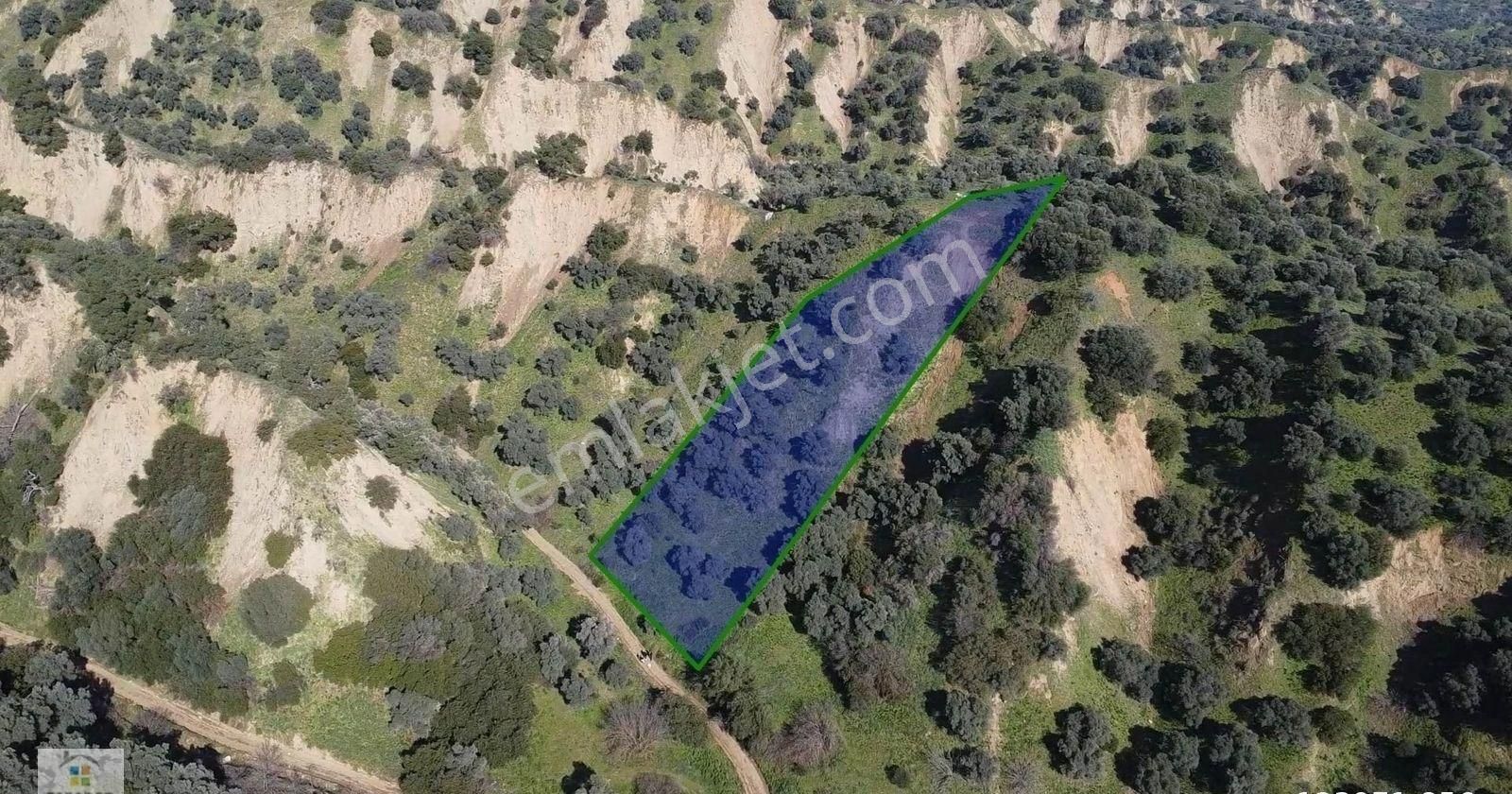 Aydın Sultanhisar Atça Mahallesinde Satılık 2377 M² Zeytinlik - Görsel 11