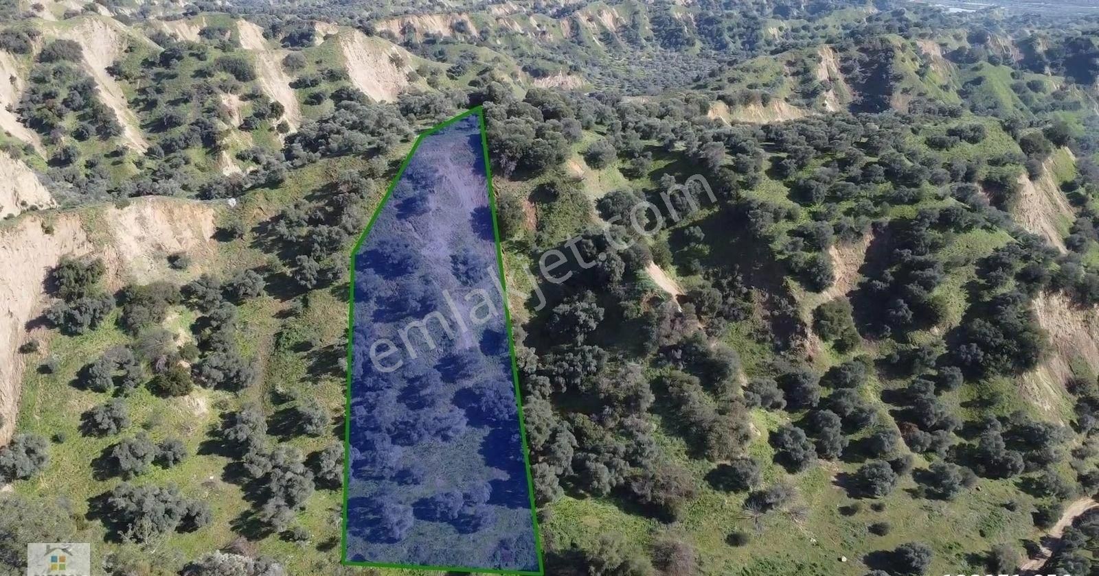 Aydın Sultanhisar Atça Mahallesinde Satılık 2377 M² Zeytinlik