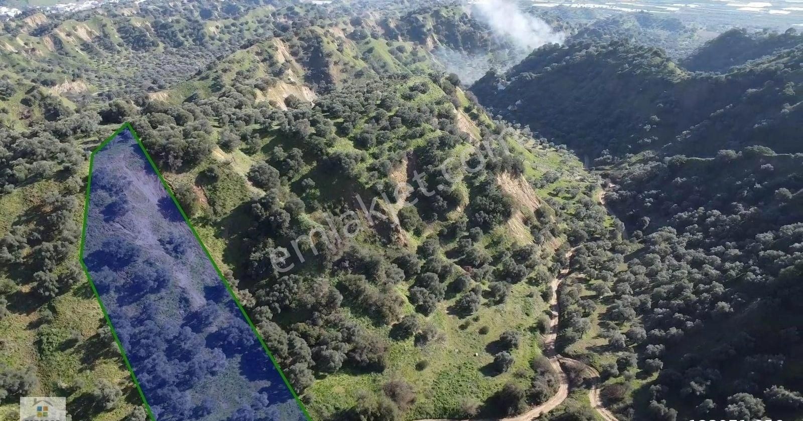 Aydın Sultanhisar Atça Mahallesinde Satılık 2377 M² Zeytinlik - Görsel 7