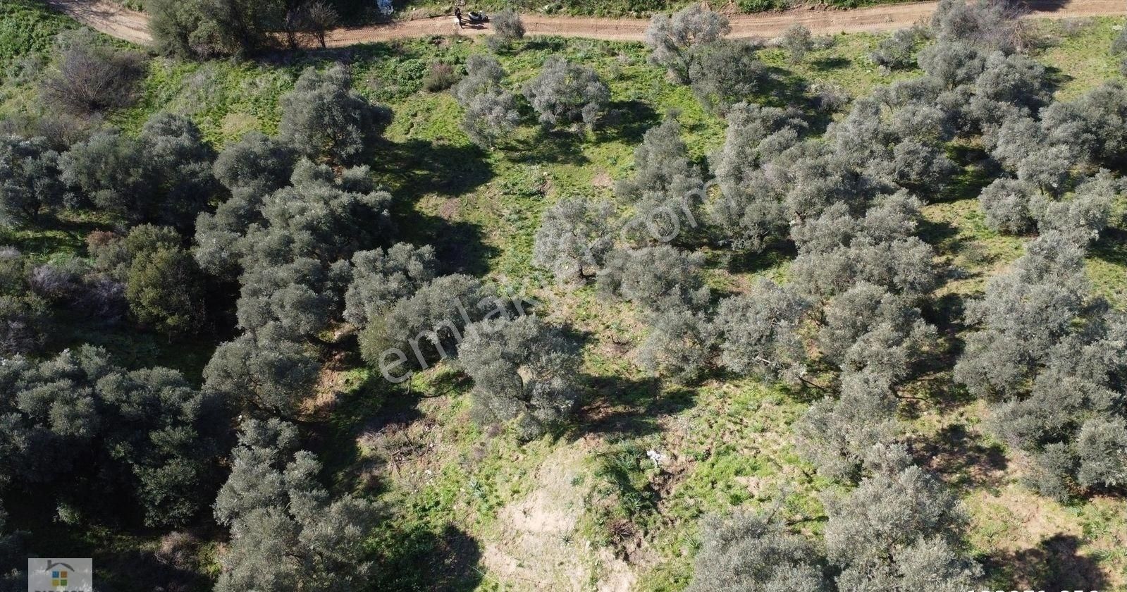 Aydın Sultanhisar Atça Mahallesinde Satılık 2377 M² Zeytinlik - Görsel 10