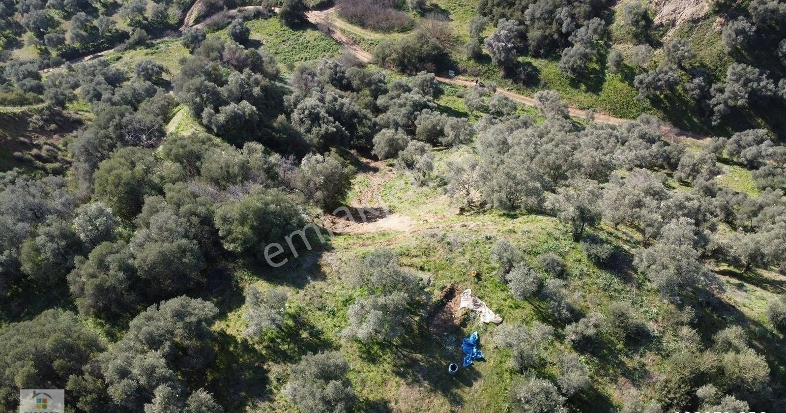 Aydın Sultanhisar Atça Mahallesinde Satılık 2377 M² Zeytinlik - Görsel 19