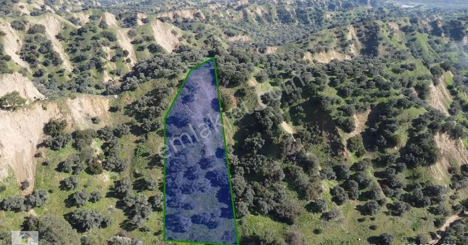 Aydın Sultanhisar Atça Mahallesinde Satılık 2377 M² Zeytinlik - Görsel 16