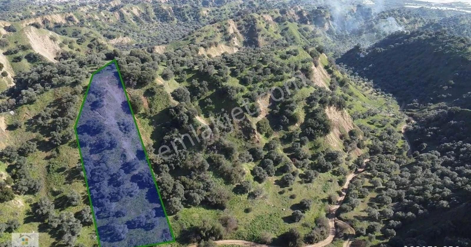 Aydın Sultanhisar Atça Mahallesinde Satılık 2377 M² Zeytinlik - Görsel 14