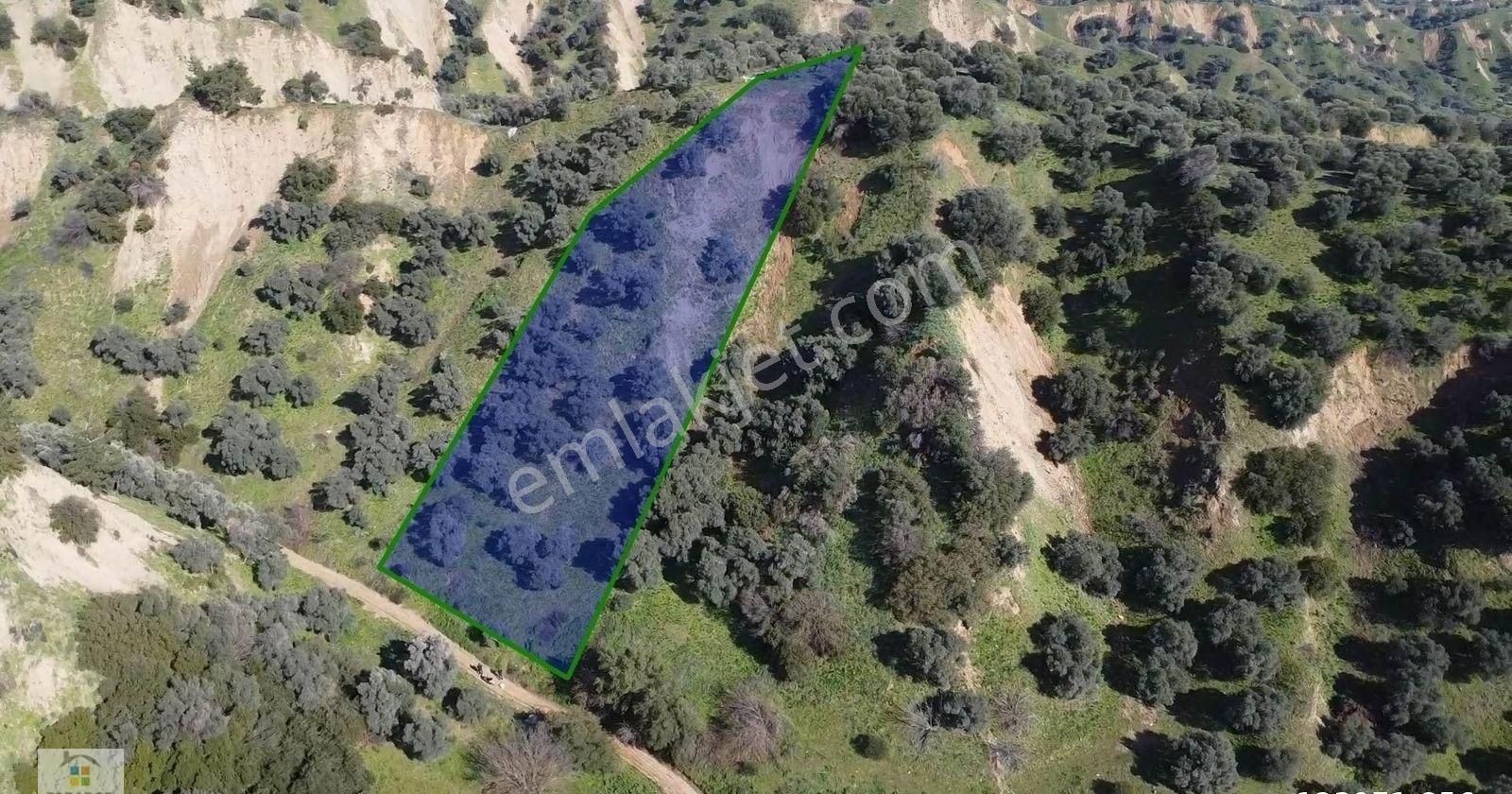 Aydın Sultanhisar Atça Mahallesinde Satılık 2377 M² Zeytinlik - Görsel 6