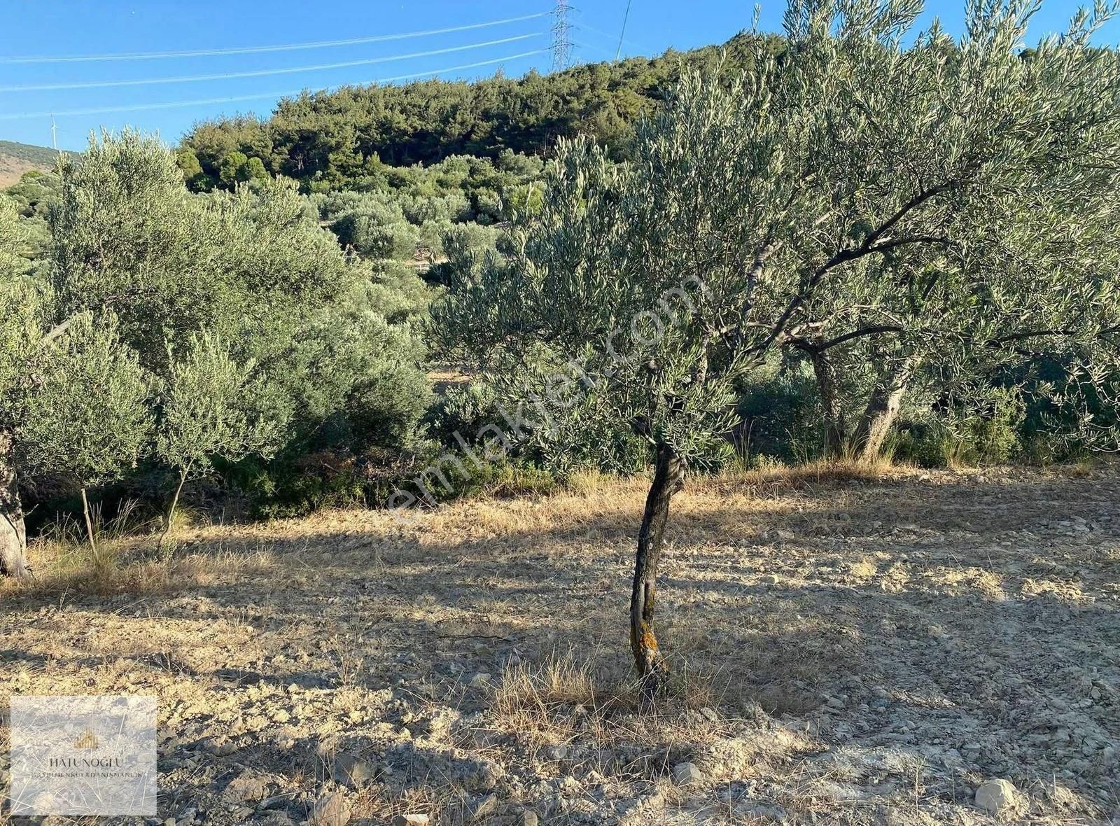 Hatunoğlu'ndan Satılık Bergama Koyuneli'nde 1.121 M2 Tarla - Görsel 2