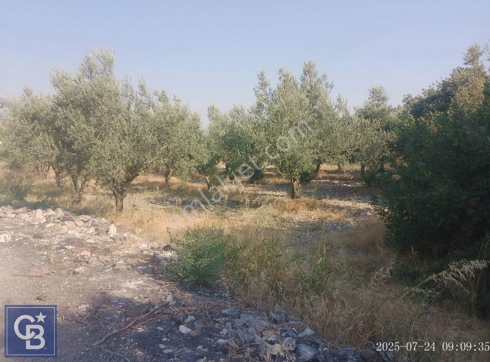 İzmir Kınık Arapsekiacil Satılık Zeytinlik + Bahçe(iki Parsel)