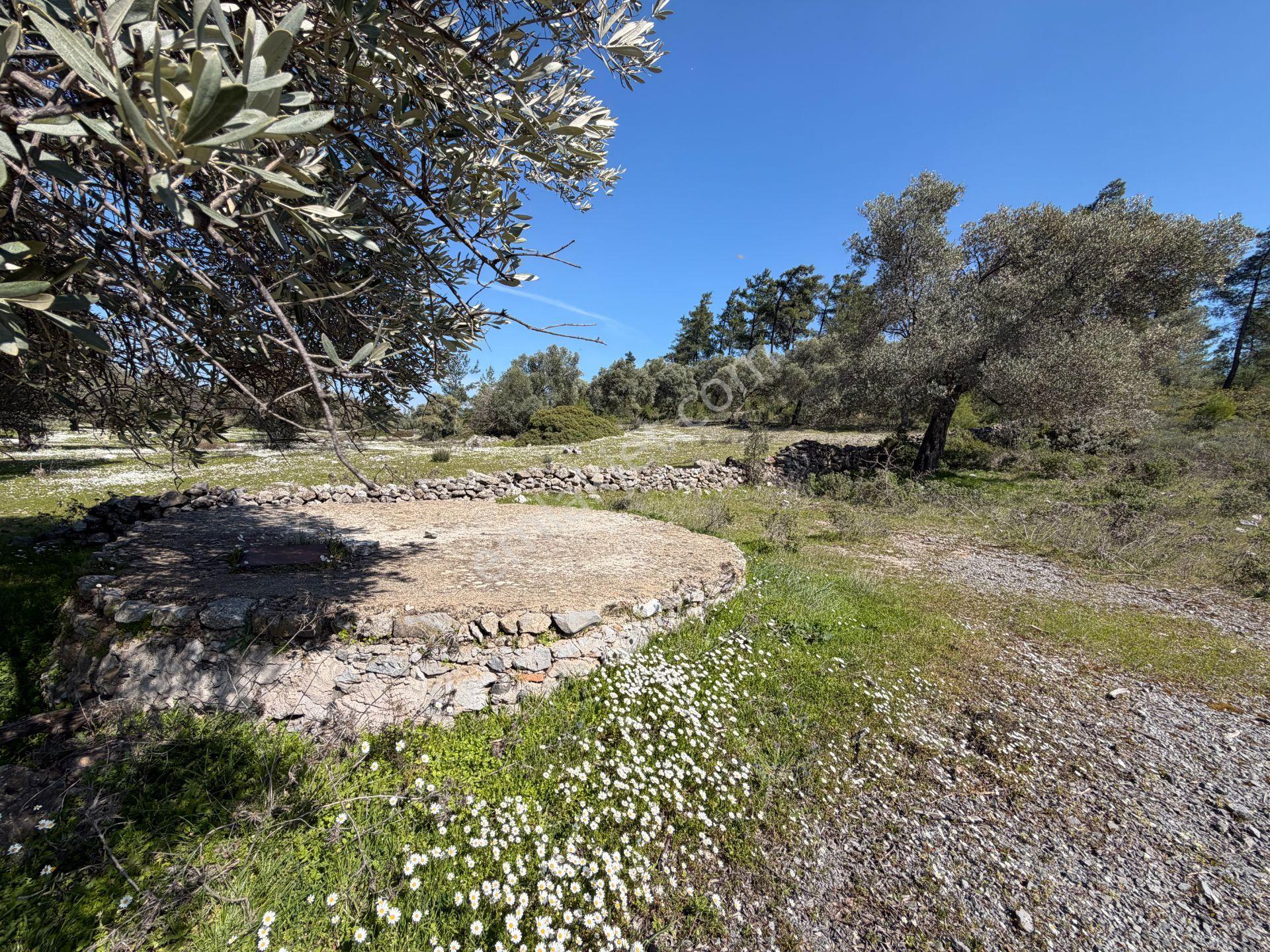 Bodrum Mazıda Yol Cepheli Satılık Yatırımlık Zeytinlik - Görsel 12