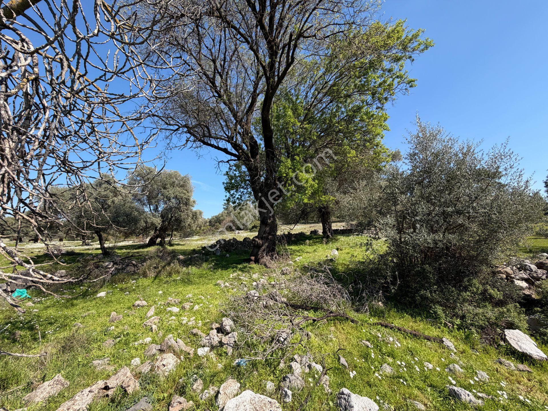 Bodrum Mazıda Yol Cepheli Satılık Yatırımlık Zeytinlik - Görsel 7