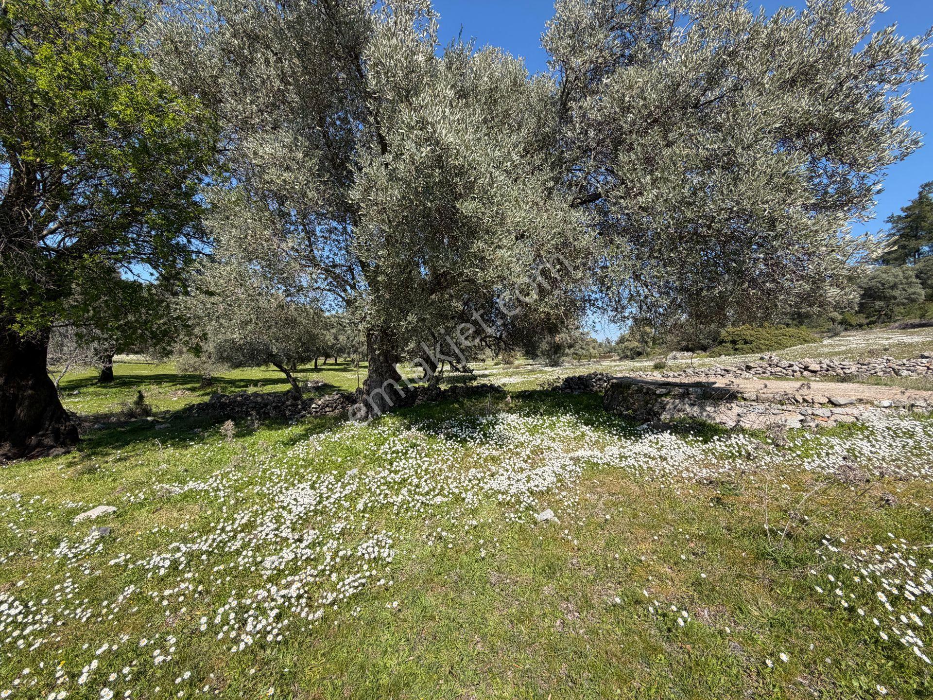 Bodrum Mazıda Yol Cepheli Satılık Yatırımlık Zeytinlik - Görsel 4