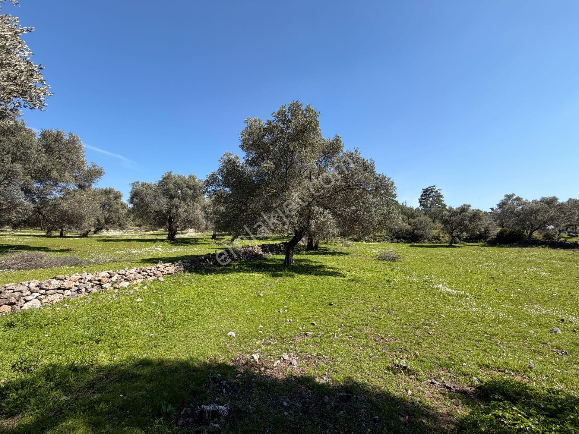 Bodrum Mazıda Yol Cepheli Satılık Yatırımlık Zeytinlik