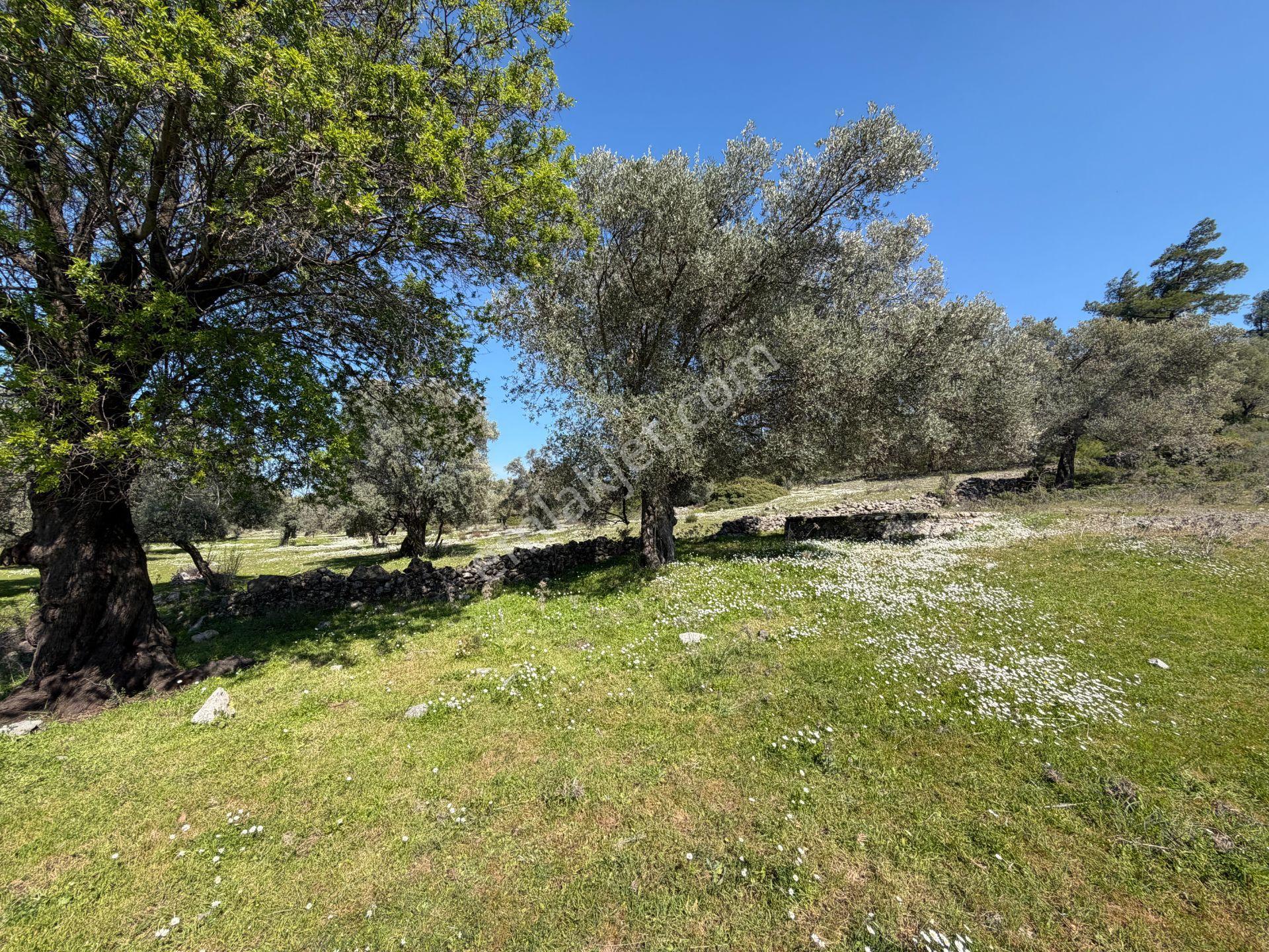 Bodrum Mazıda Yol Cepheli Satılık Yatırımlık Zeytinlik - Görsel 3
