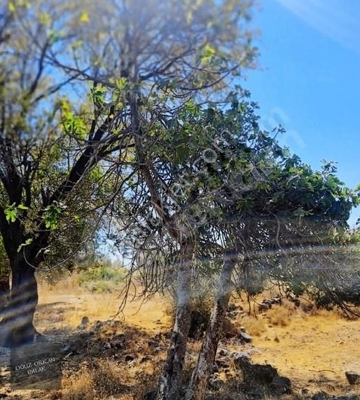 Bodrum, Mazı'da Yatırım Değeri Yüksek Yola Cephe Tarla - Görsel 2