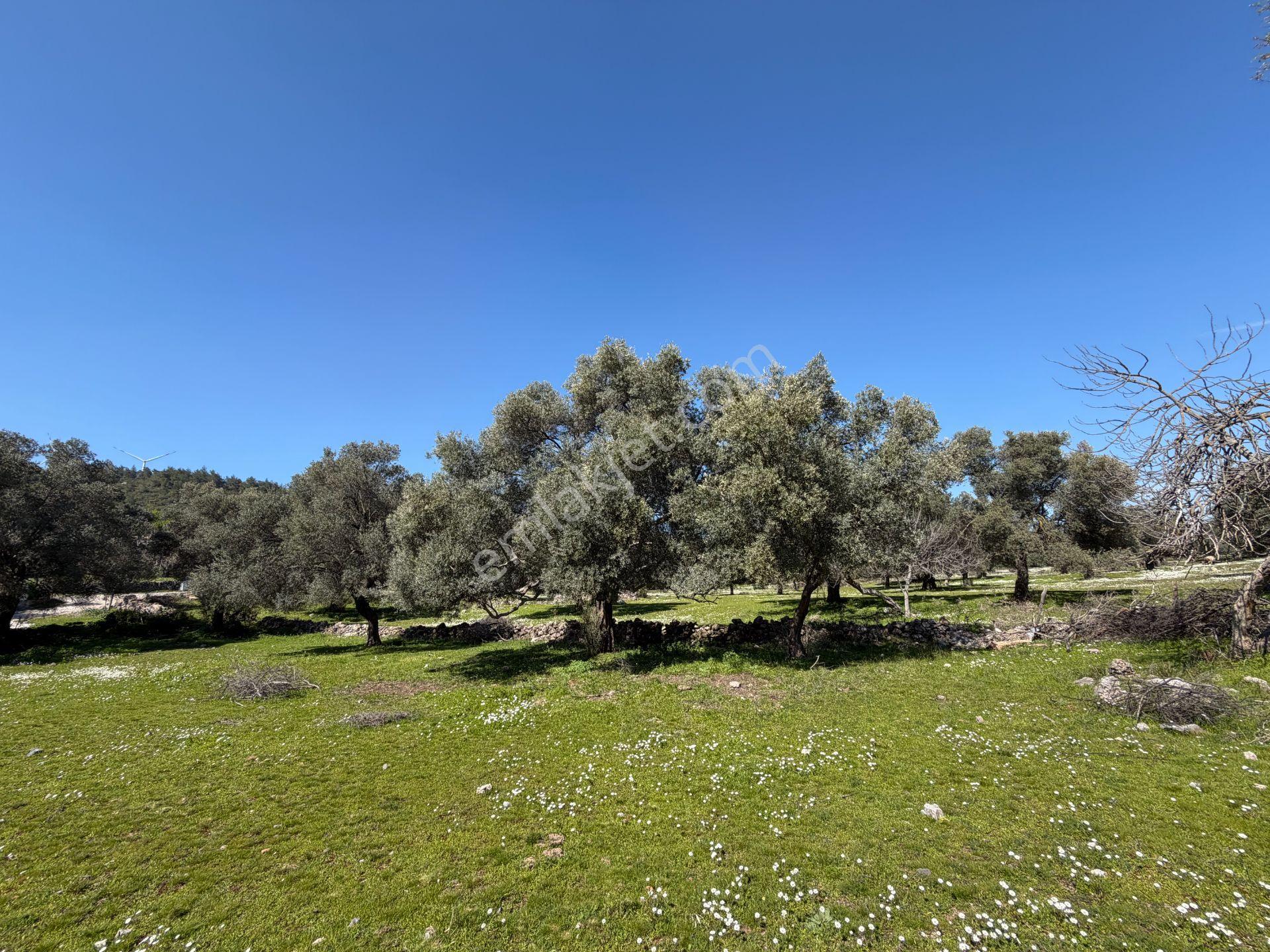 Bodrum Mazıda Yol Cepheli Satılık Yatırımlık Zeytinlik - Görsel 8