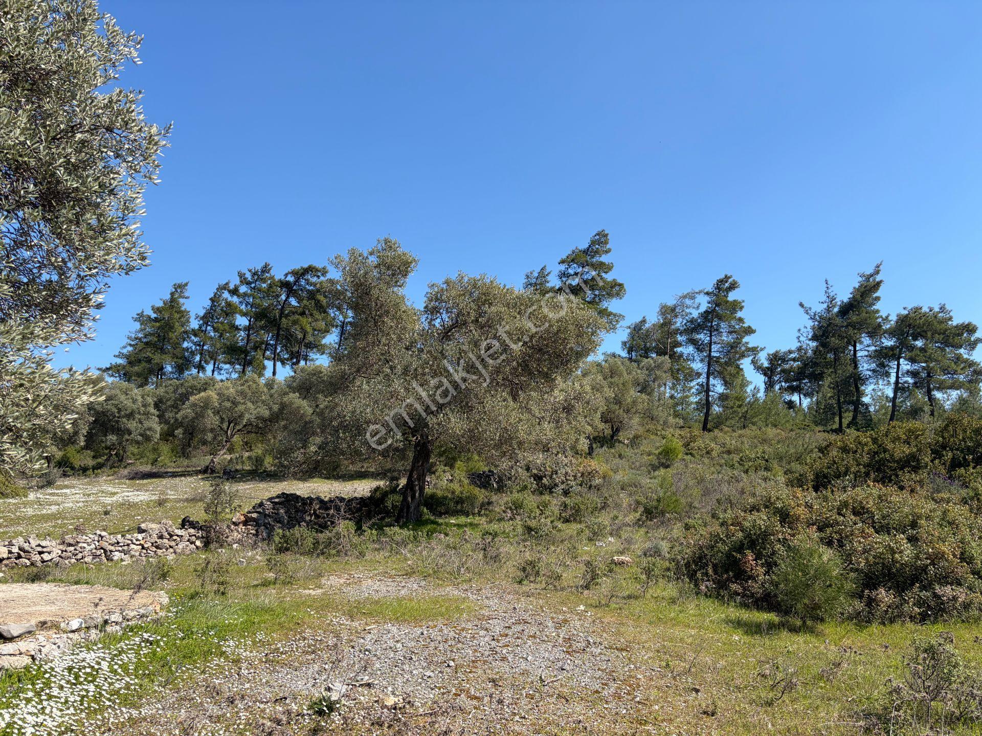 Bodrum Mazıda Yol Cepheli Satılık Yatırımlık Zeytinlik - Görsel 5
