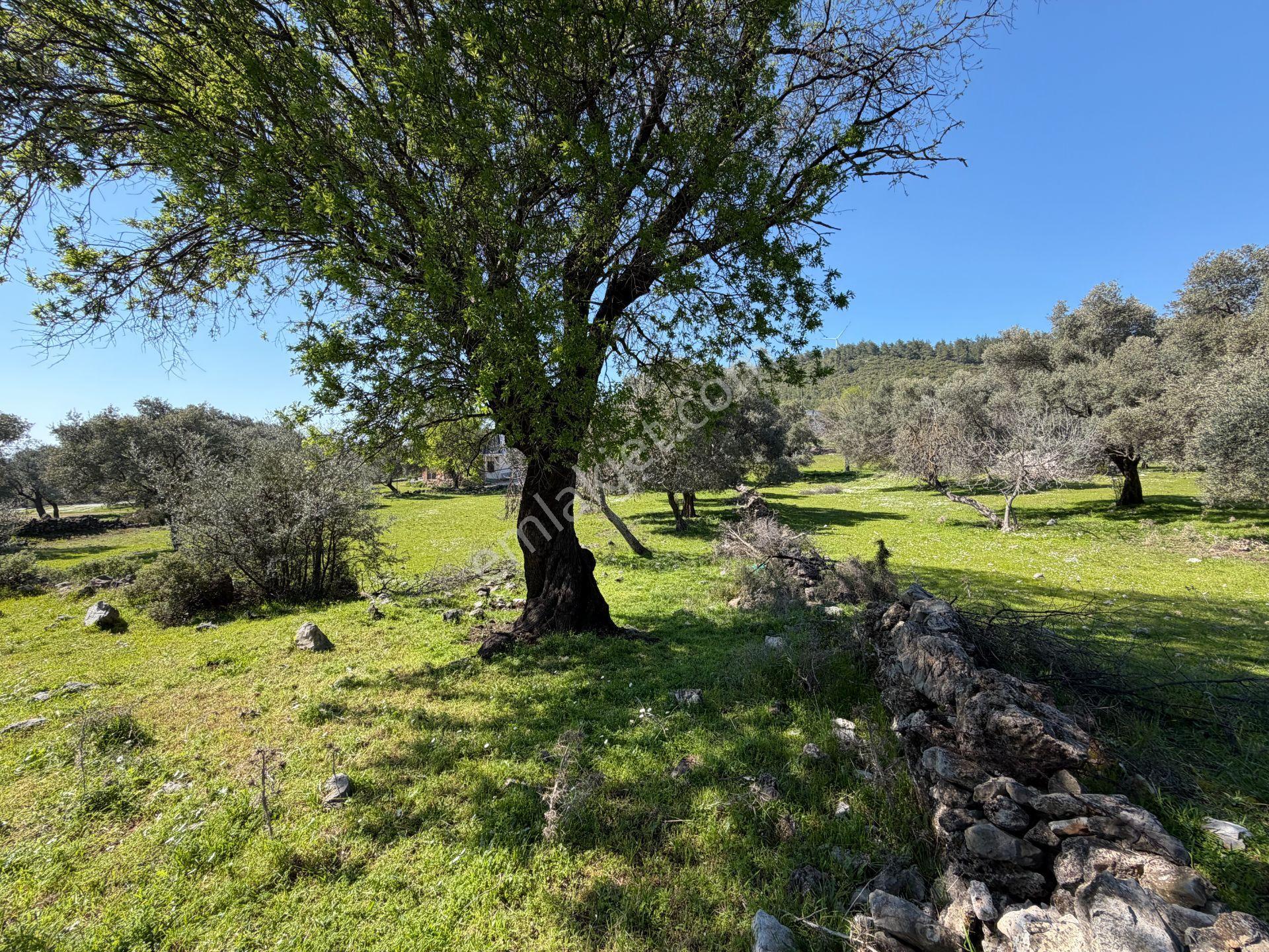 Bodrum Mazıda Yol Cepheli Satılık Yatırımlık Zeytinlik - Görsel 10
