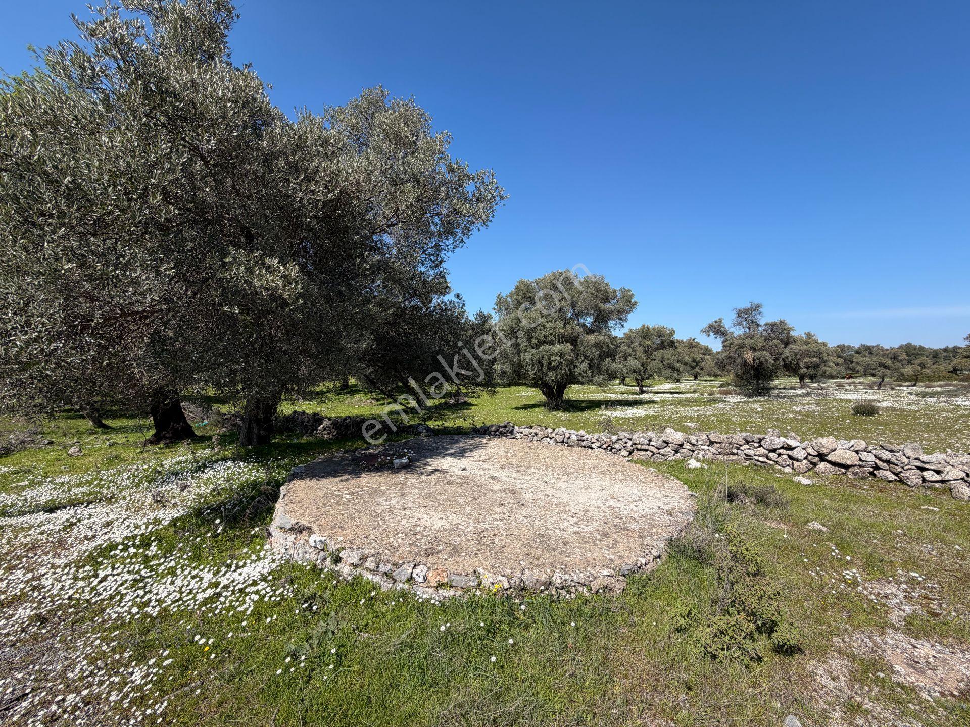 Bodrum Mazıda Yol Cepheli Satılık Yatırımlık Zeytinlik - Görsel 13