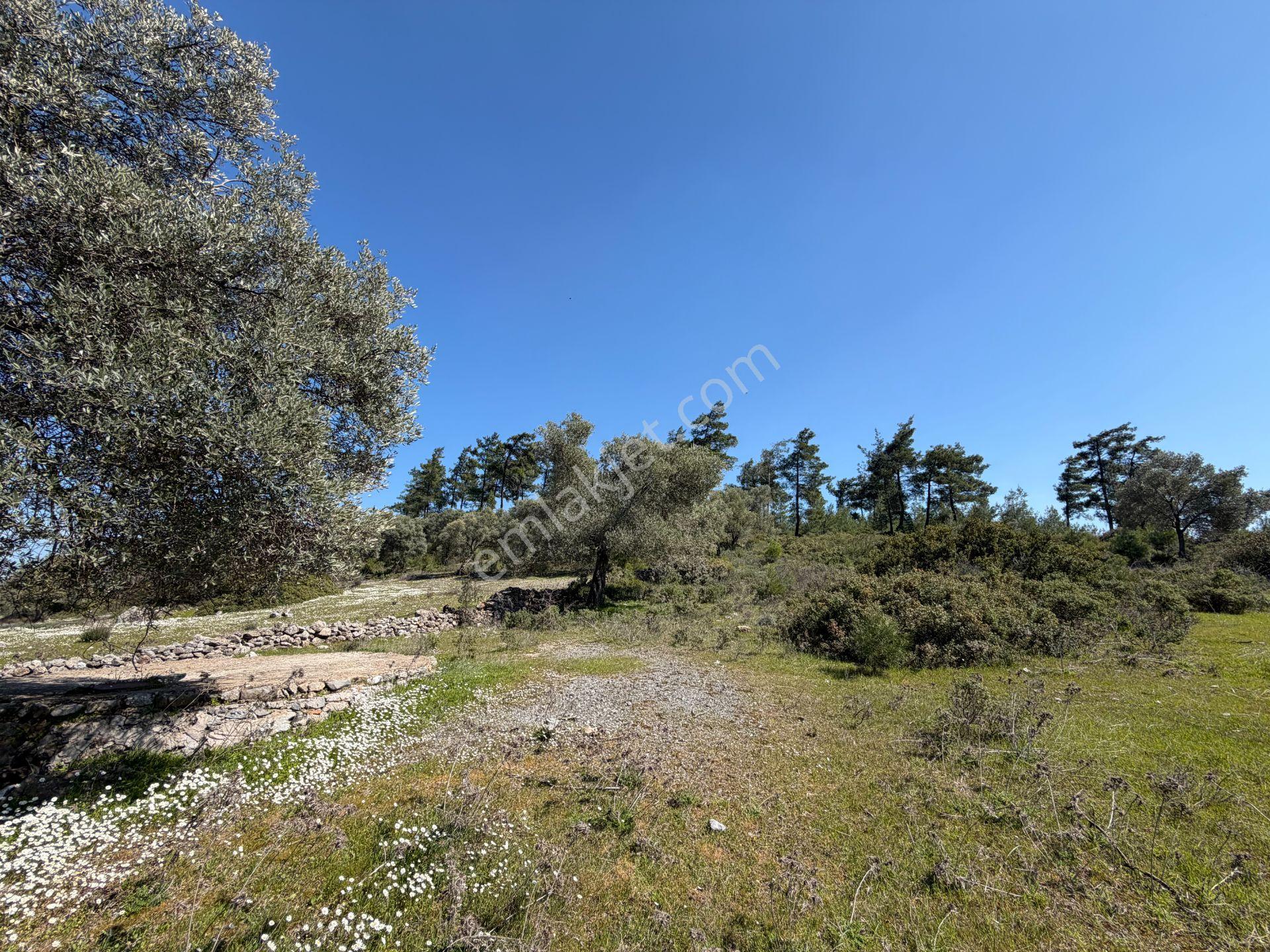 Bodrum Mazıda Yol Cepheli Satılık Yatırımlık Zeytinlik - Görsel 6