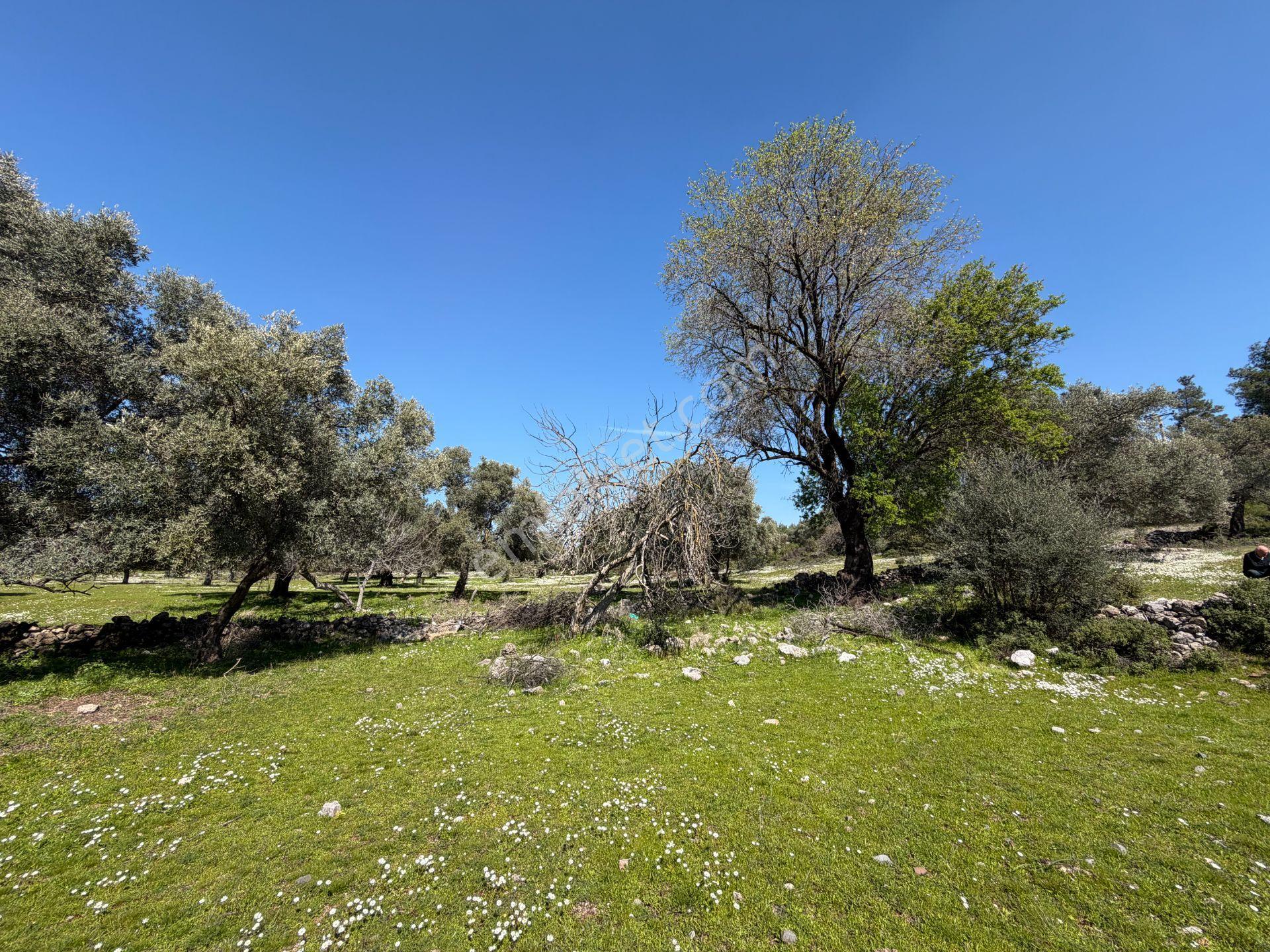 Bodrum Mazıda Yol Cepheli Satılık Yatırımlık Zeytinlik - Görsel 9