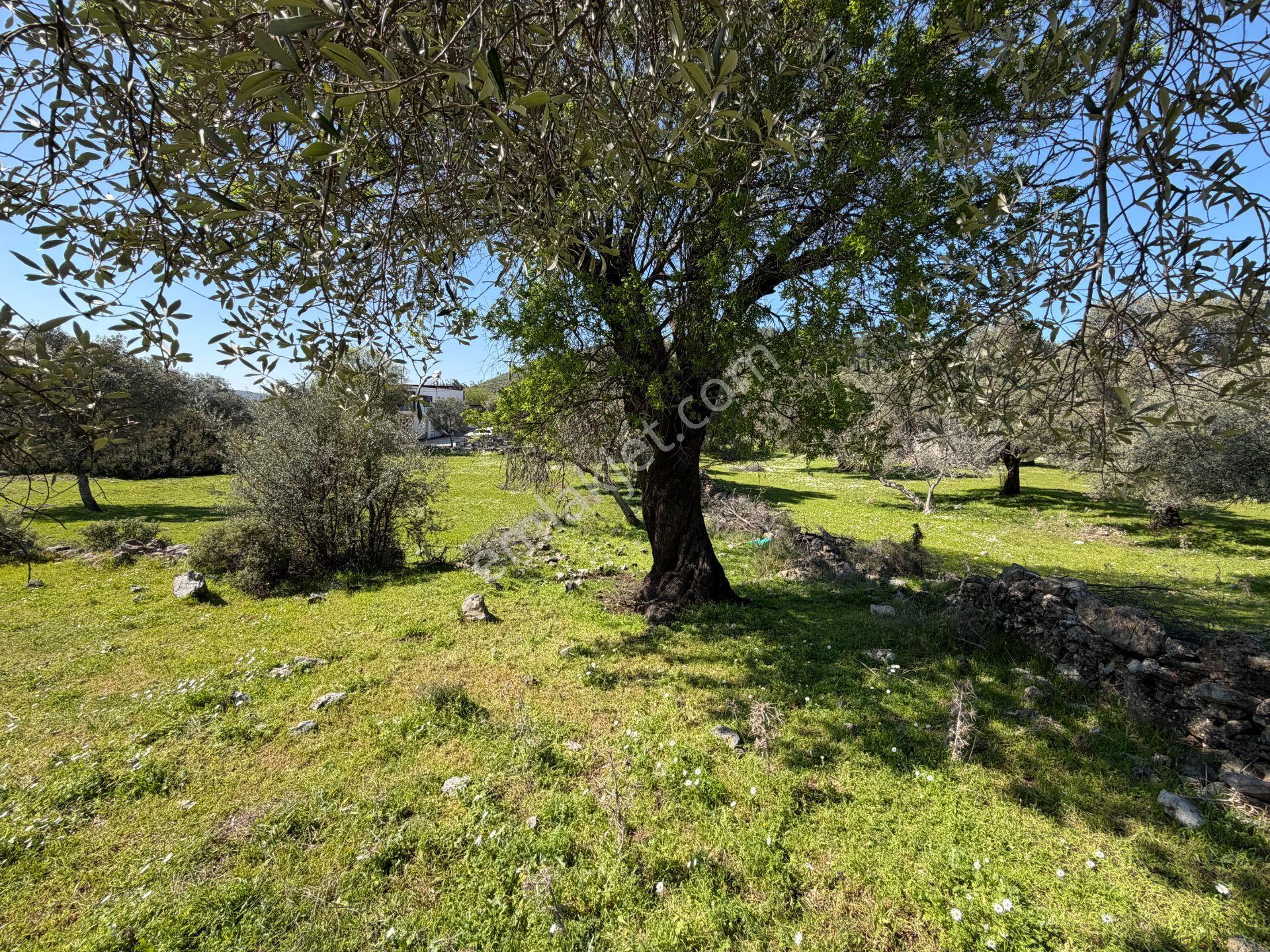 Bodrum Mazıda Yol Cepheli Satılık Yatırımlık Zeytinlik - Görsel 11