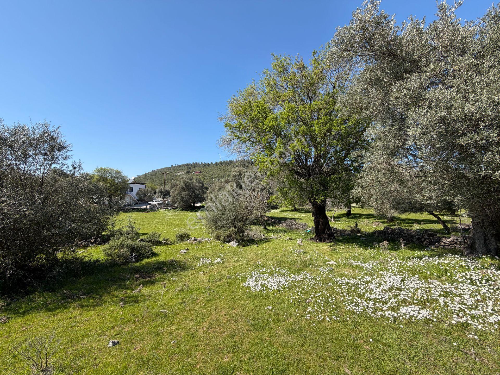 Bodrum Mazıda Yol Cepheli Satılık Yatırımlık Zeytinlik - Görsel 14