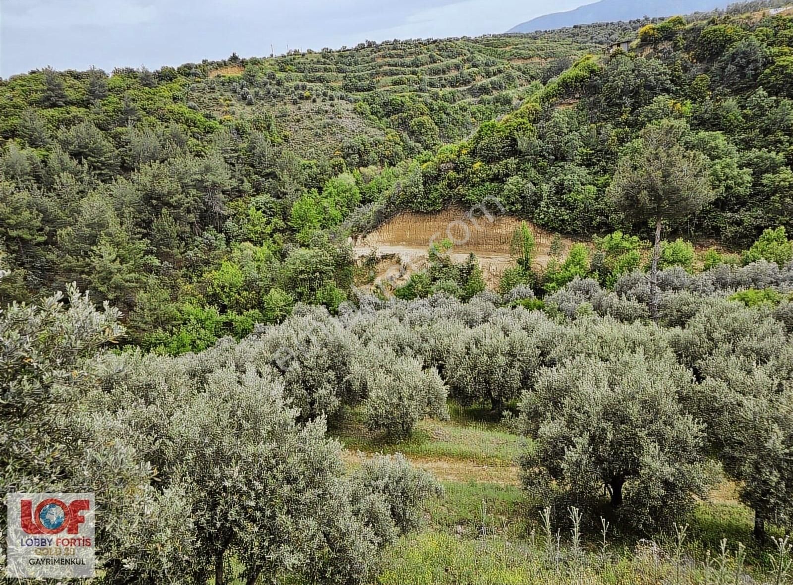 Lobby Fortisten Aydın Karacasuda 12.183 M2 Satılık Zeytinlik - Görsel 13