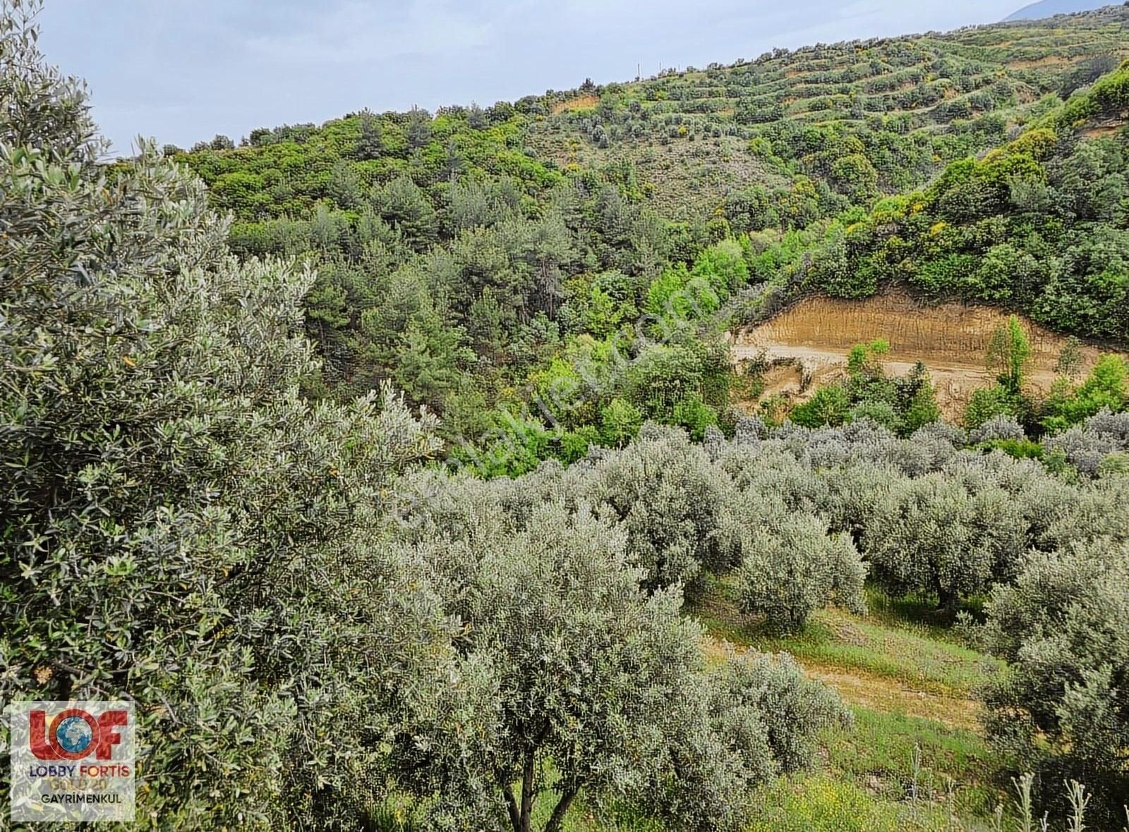 Lobby Fortisten Aydın Karacasuda 12.183 M2 Satılık Zeytinlik - Görsel 2