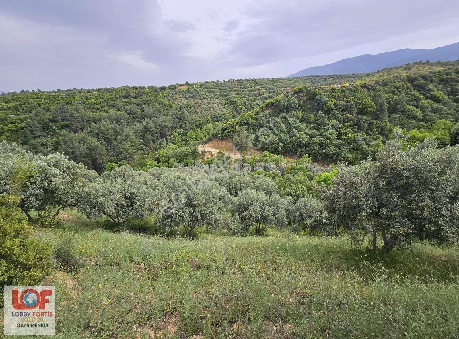 Lobby Fortisten Aydın Karacasuda 12.183 M2 Satılık Zeytinlik - Görsel 6