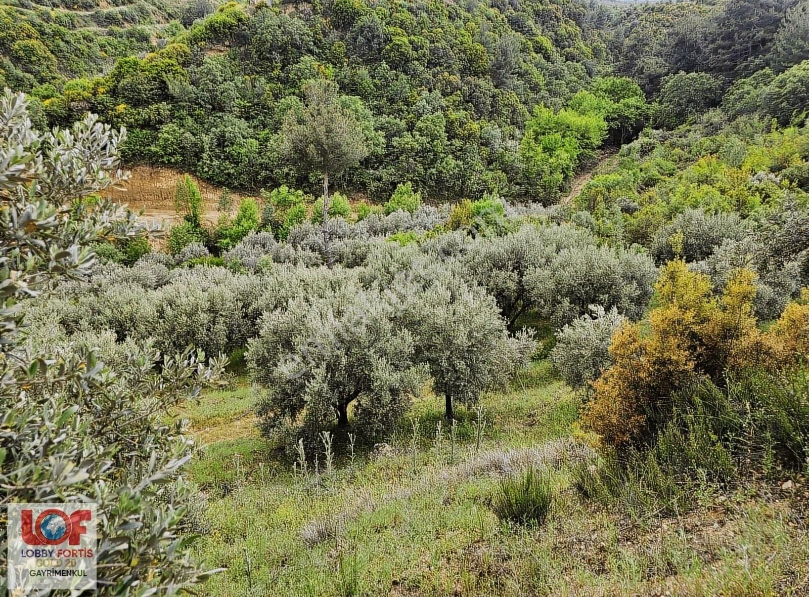 Lobby Fortisten Aydın Karacasuda 12.183 M2 Satılık Zeytinlik - Görsel 4