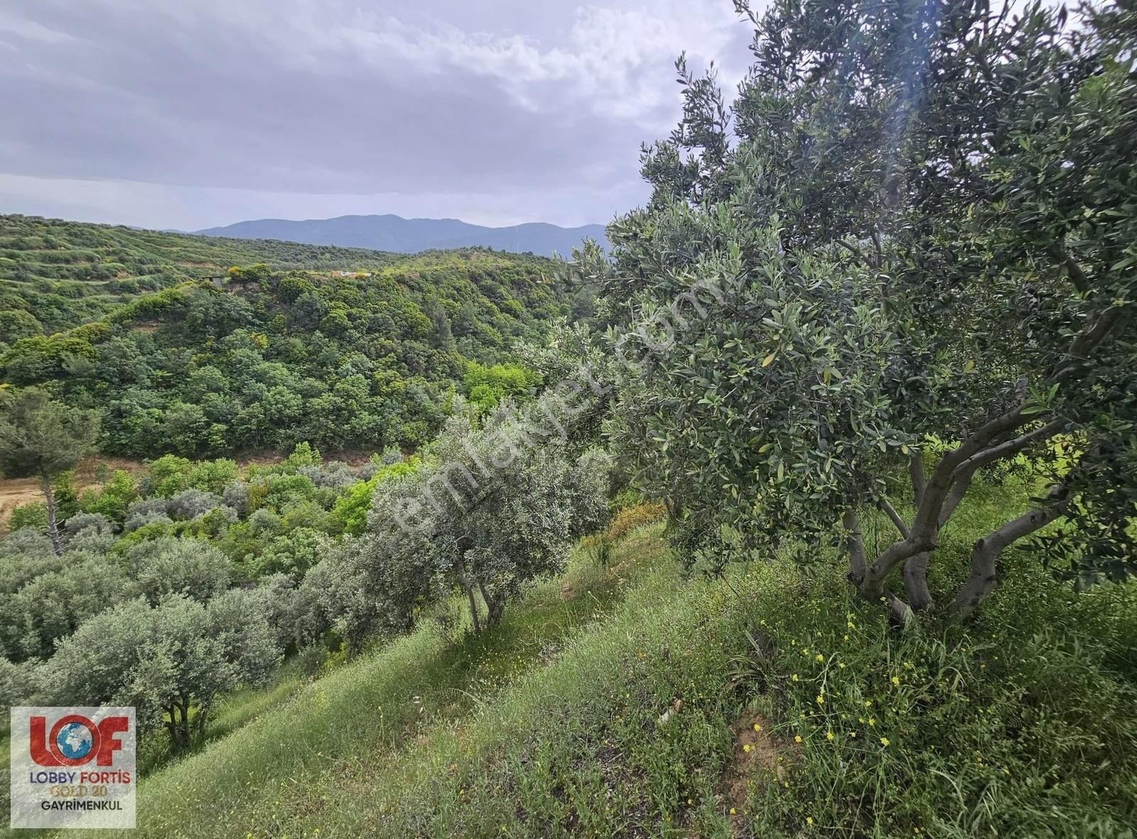 Lobby Fortisten Aydın Karacasuda 12.183 M2 Satılık Zeytinlik - Görsel 12