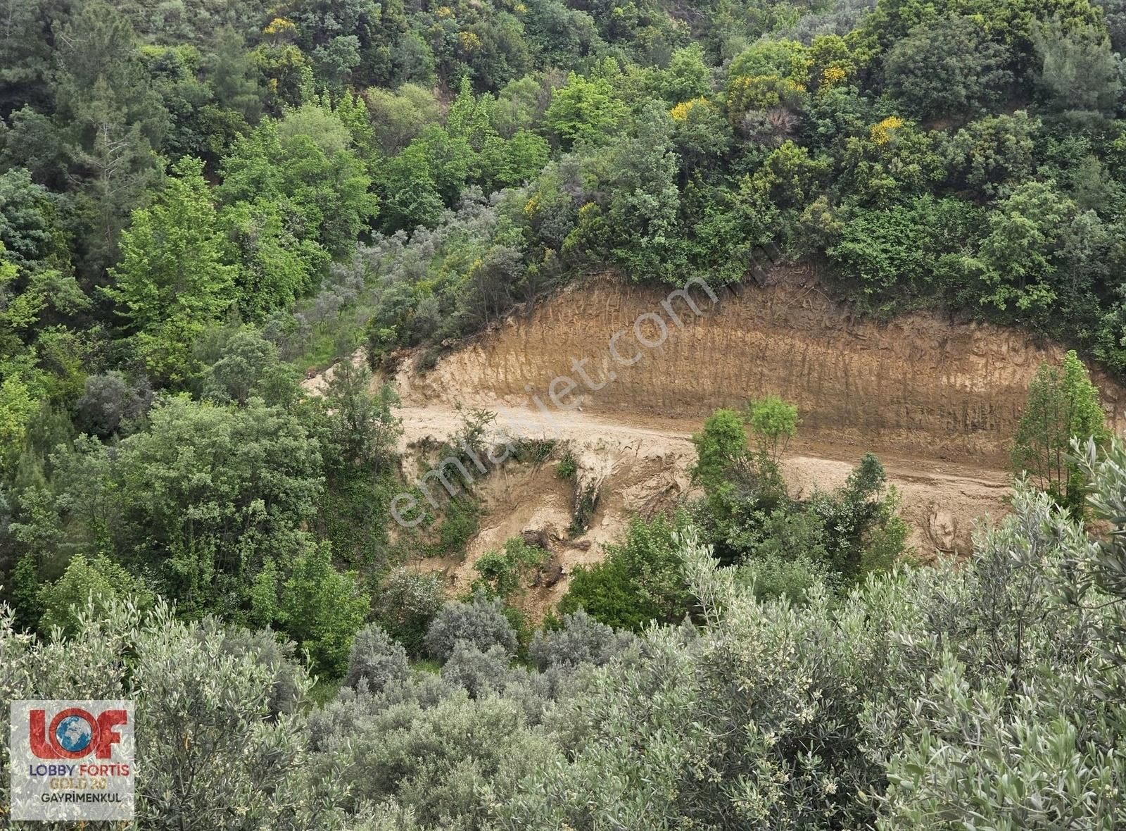 Lobby Fortisten Aydın Karacasuda 12.183 M2 Satılık Zeytinlik - Görsel 3