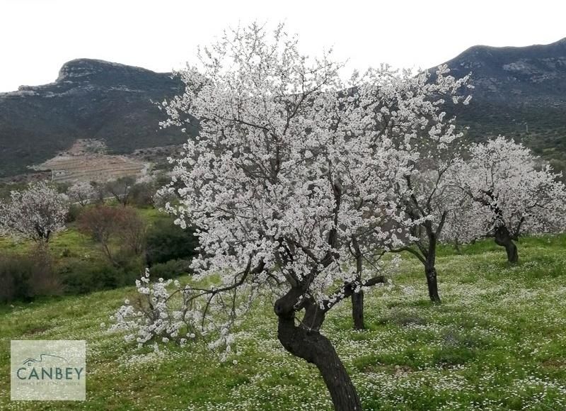 Datça Yazıköy'de Satılık 2.195 M2 Bademlik