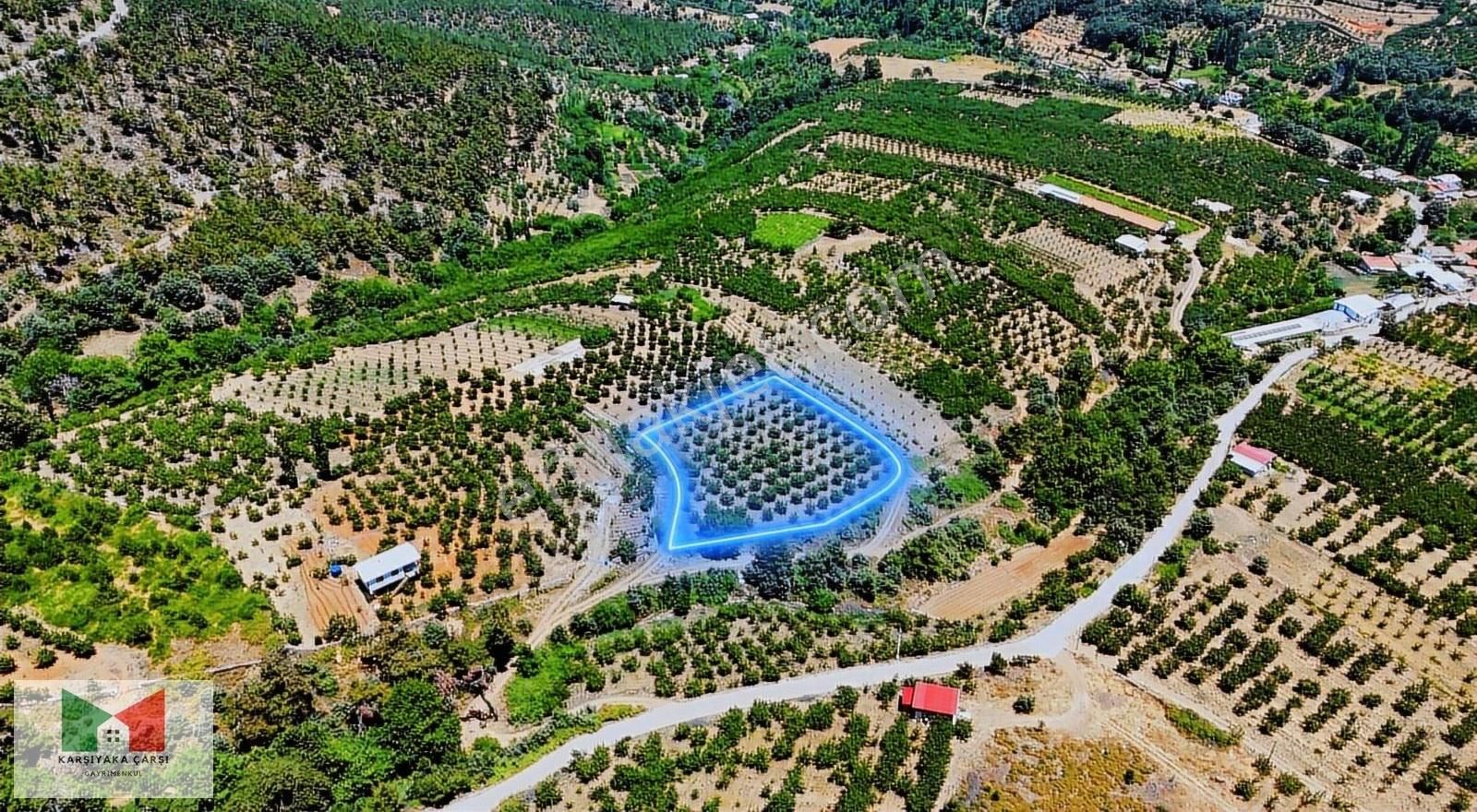 Kemalpaşa Kamberler De Müstakil Parsel Yetişkin Kiraz Bahçesi - Görsel 2