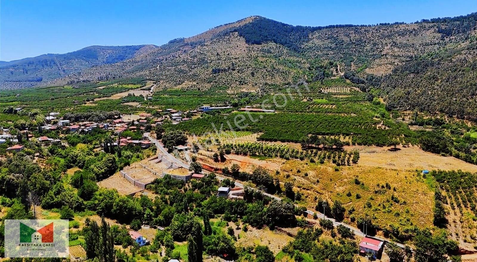 Kemalpaşa Kamberler De Müstakil Parsel Yetişkin Kiraz Bahçesi