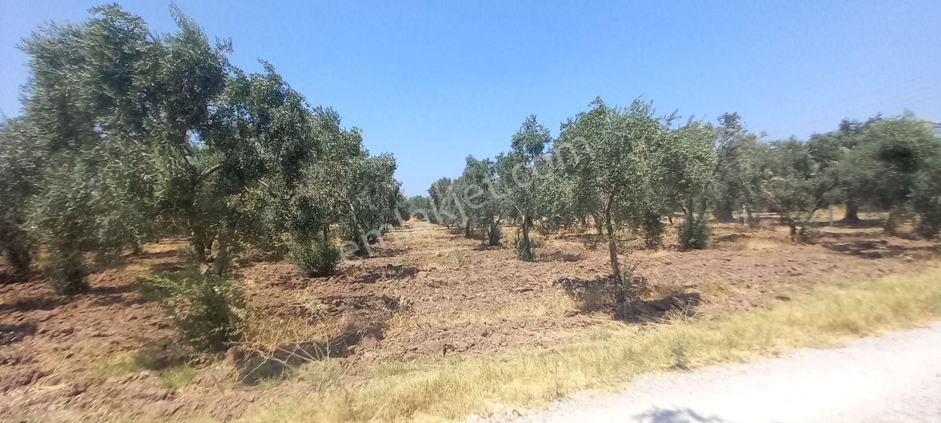 Akhisar Medar Da Meydan Düğün Salonu Civarı Satılık 9.000 M2 Zeytinlik - Görsel 13