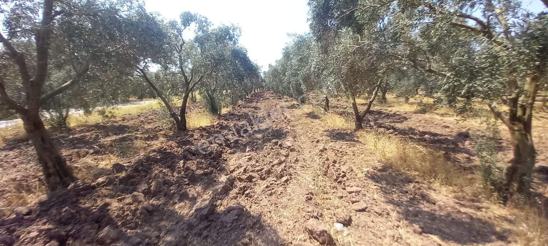 Akhisar Medar Da Meydan Düğün Salonu Civarı Satılık 9.000 M2 Zeytinlik - Görsel 17