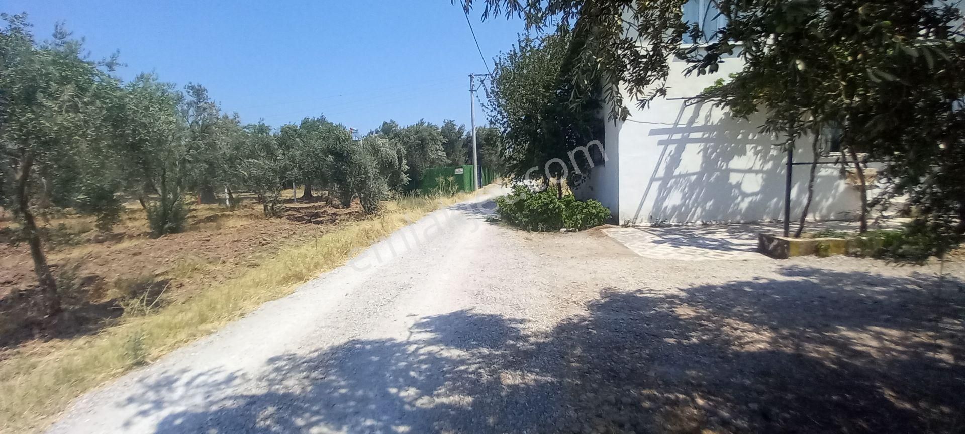 Akhisar Medar Da Meydan Düğün Salonu Civarı Satılık 9.000 M2 Zeytinlik - Görsel 11