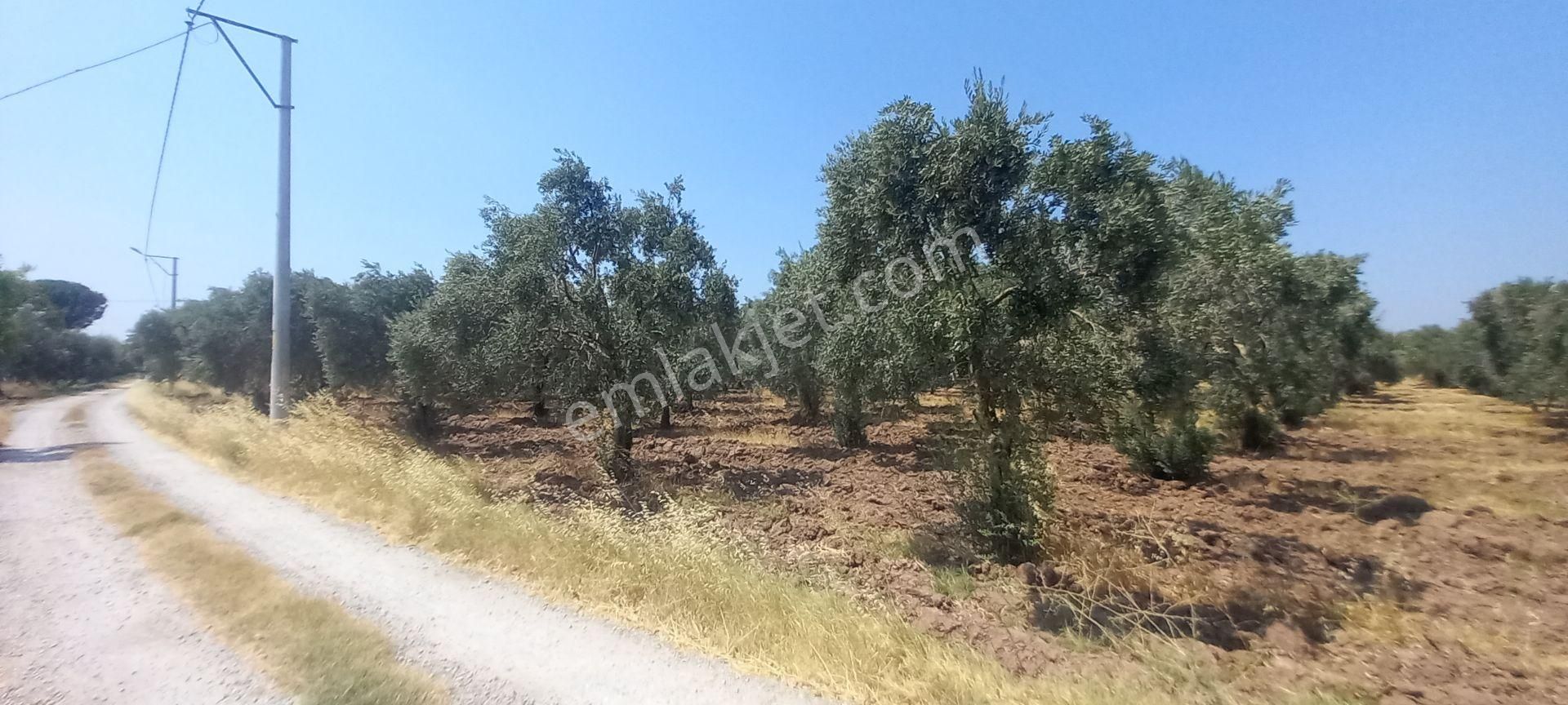 Akhisar Medar Da Meydan Düğün Salonu Civarı Satılık 9.000 M2 Zeytinlik - Görsel 14