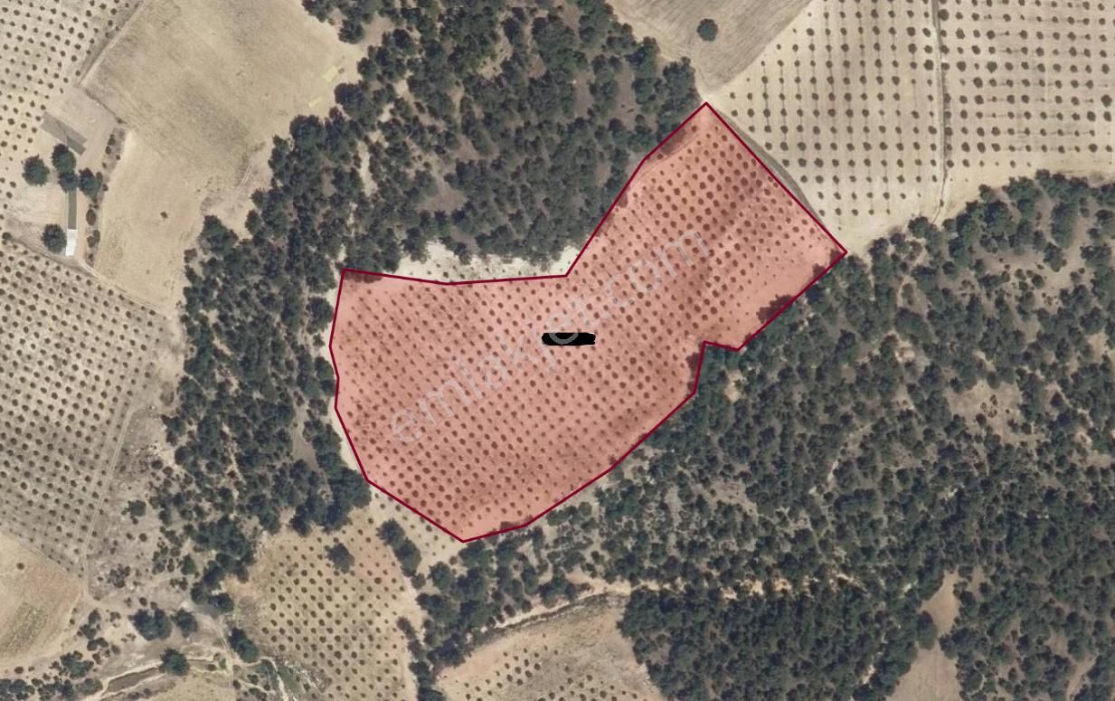 Aydın Karacasuda Bakımlı Verimli Zeytinlik 29.425 M2 - Görsel 3