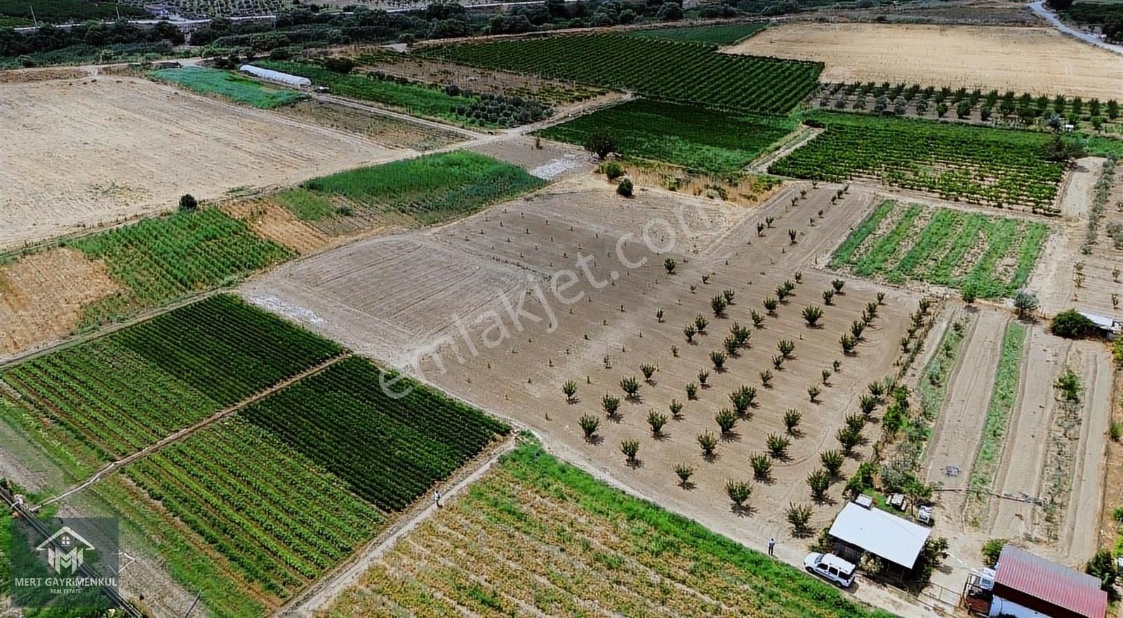 Menemen Doğaköyde Satılık 1778 M2 Tek Tapu Kayısı Bahçesi - Görsel 8