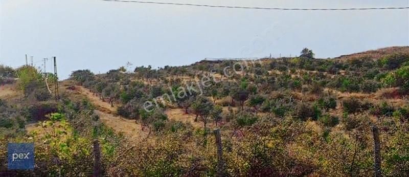 Erdek Poyrazlı Deniz Ve Kadastro Yola Sıfır Zeytin Ağaçlı Tarla
