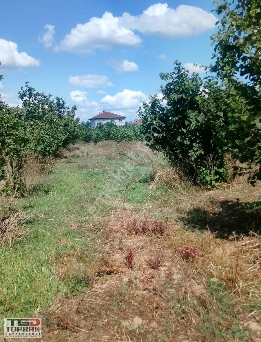 Satılık Fındık Bahçesi