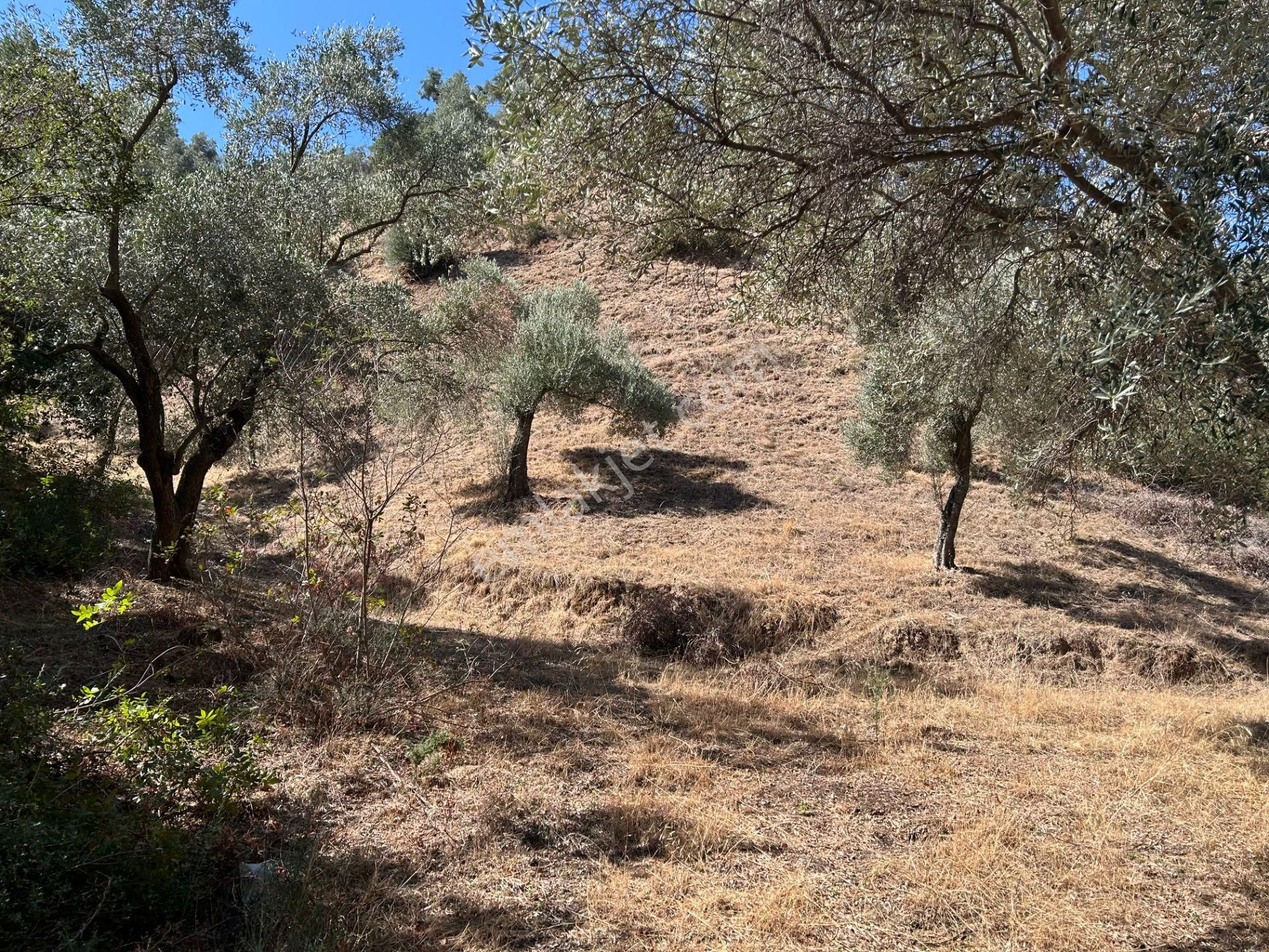 Nazilli İsabeyli Mh. Resmi Yola Cephe Zeytinlik 1242 M2