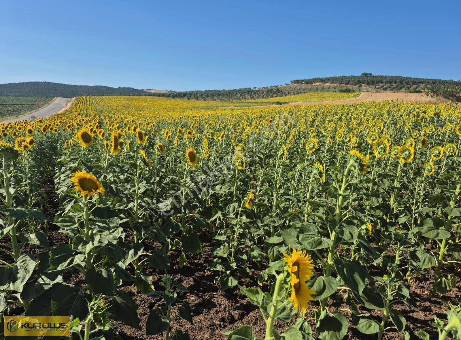 Havutçada Geniş Müstakil Tapulu Yatırımlık Tarla 24.200 M²