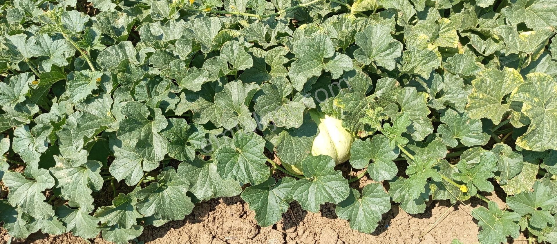 Bursa Mudanya Çekrice Mahallesi Satılık 4.300 Mt Tarla