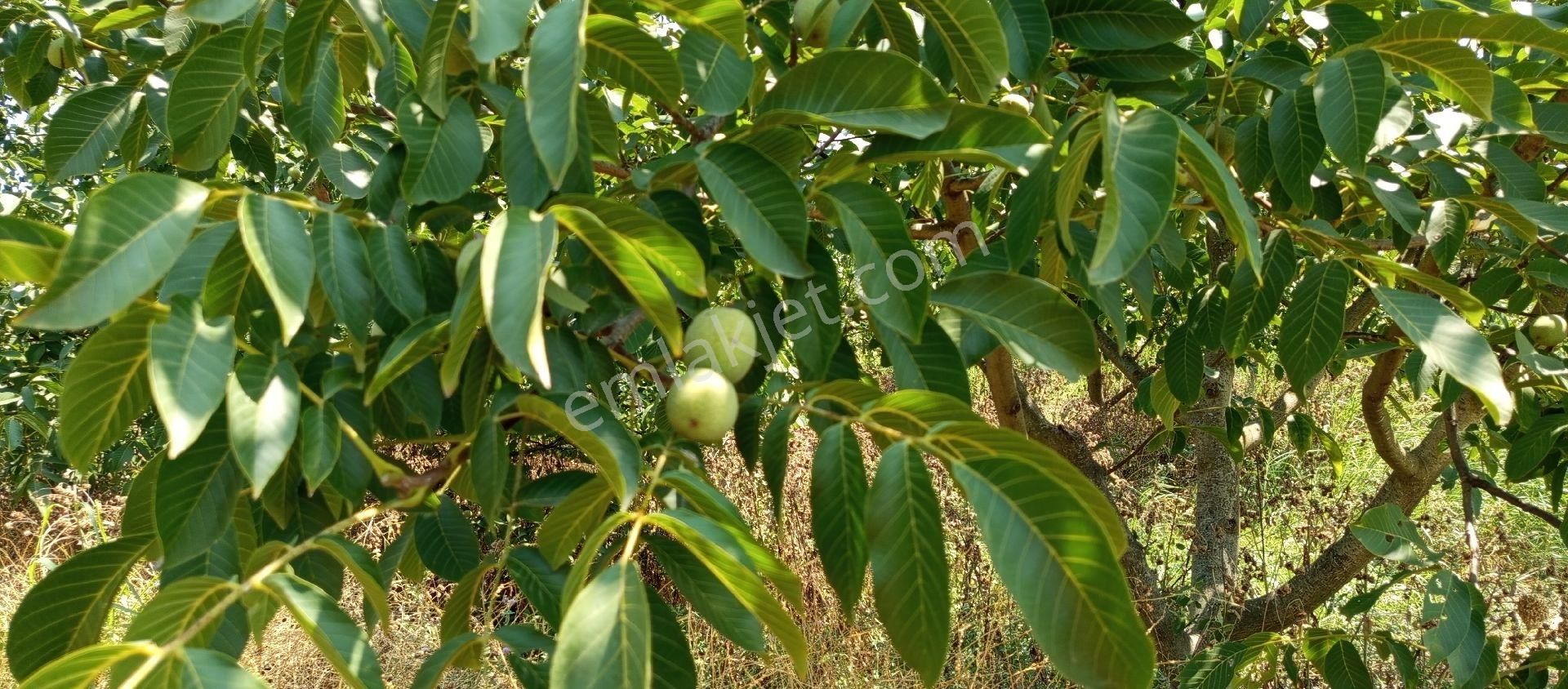 Bursa Mudanya Çekrice Mahallesi Satılık 5.500 Mt Ceviz Tarlası