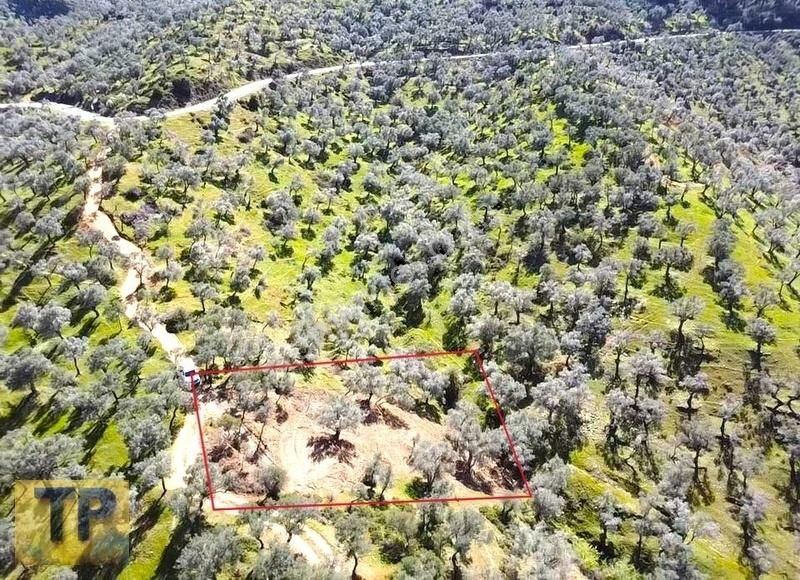 Bayındır Gaziler Köyünde Doğayla İç İçe Zeytinlik Fırsatı - Görsel 7
