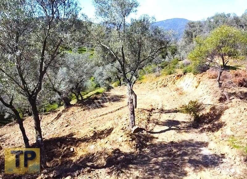 Bayındır Gaziler Köyünde Doğayla İç İçe Zeytinlik Fırsatı
