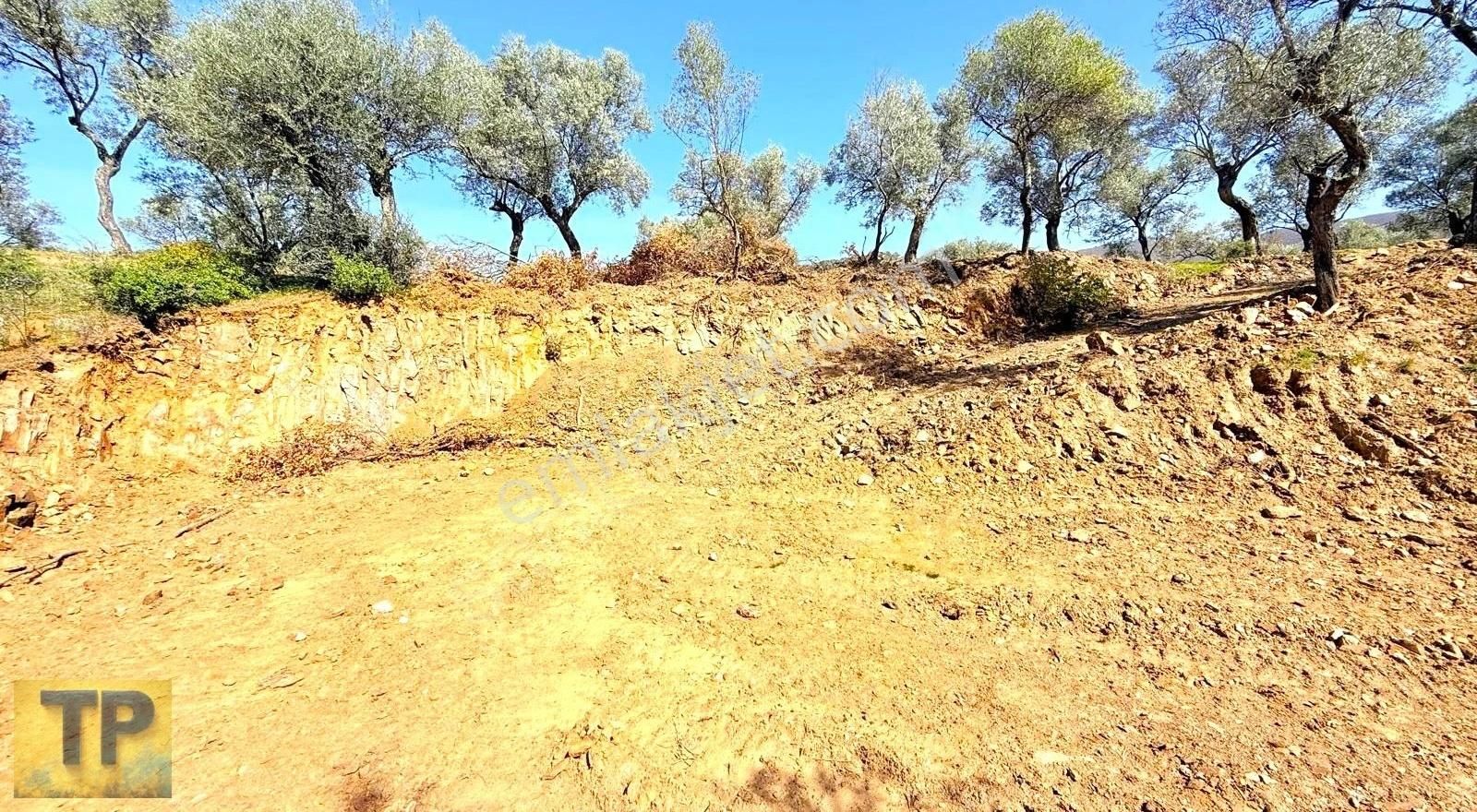 Bayındır Gaziler Köyünde Doğayla İç İçe Zeytinlik Fırsatı - Görsel 4