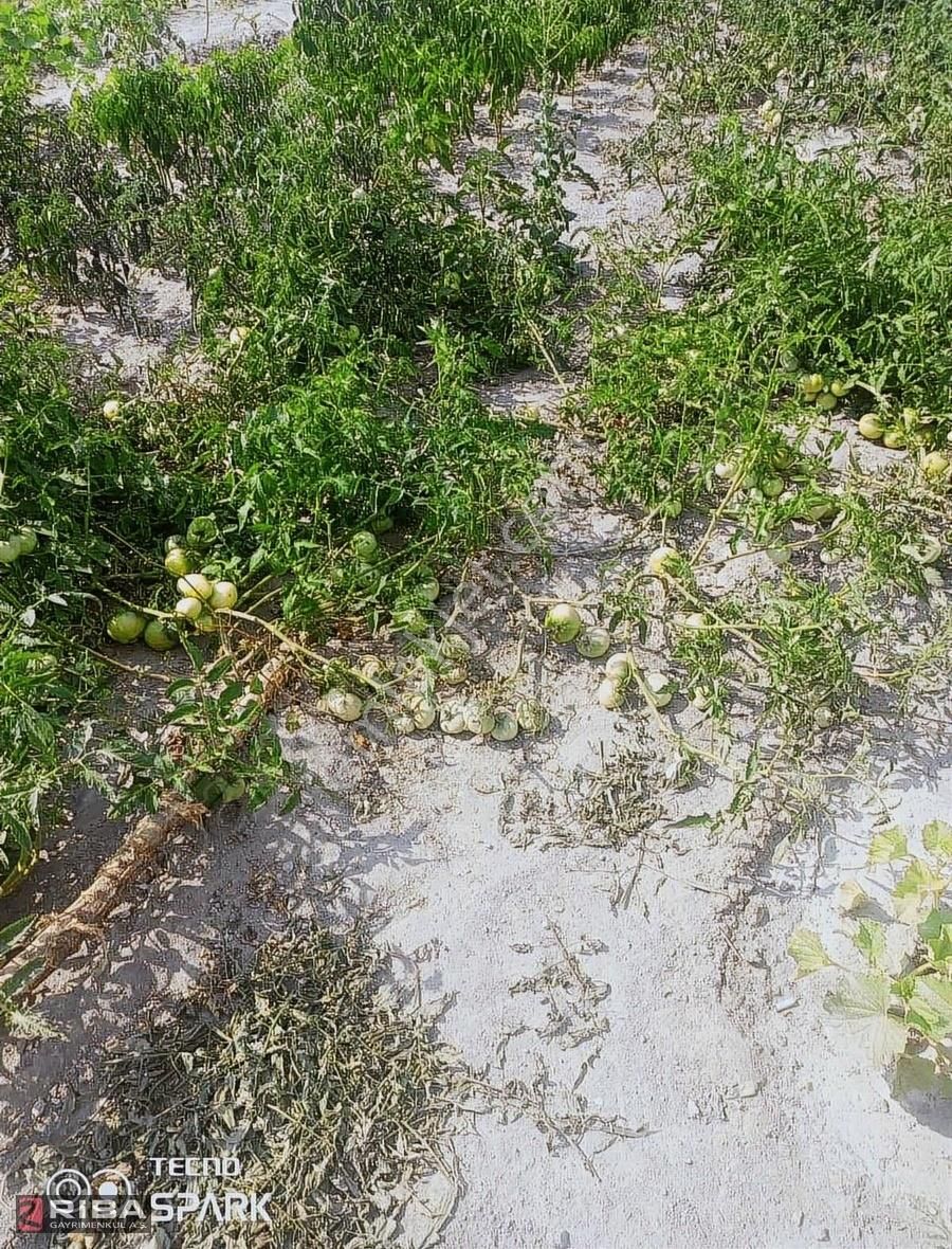 Eğribucakta Satılık 2 Tane Müstakil Ev - Görsel 5