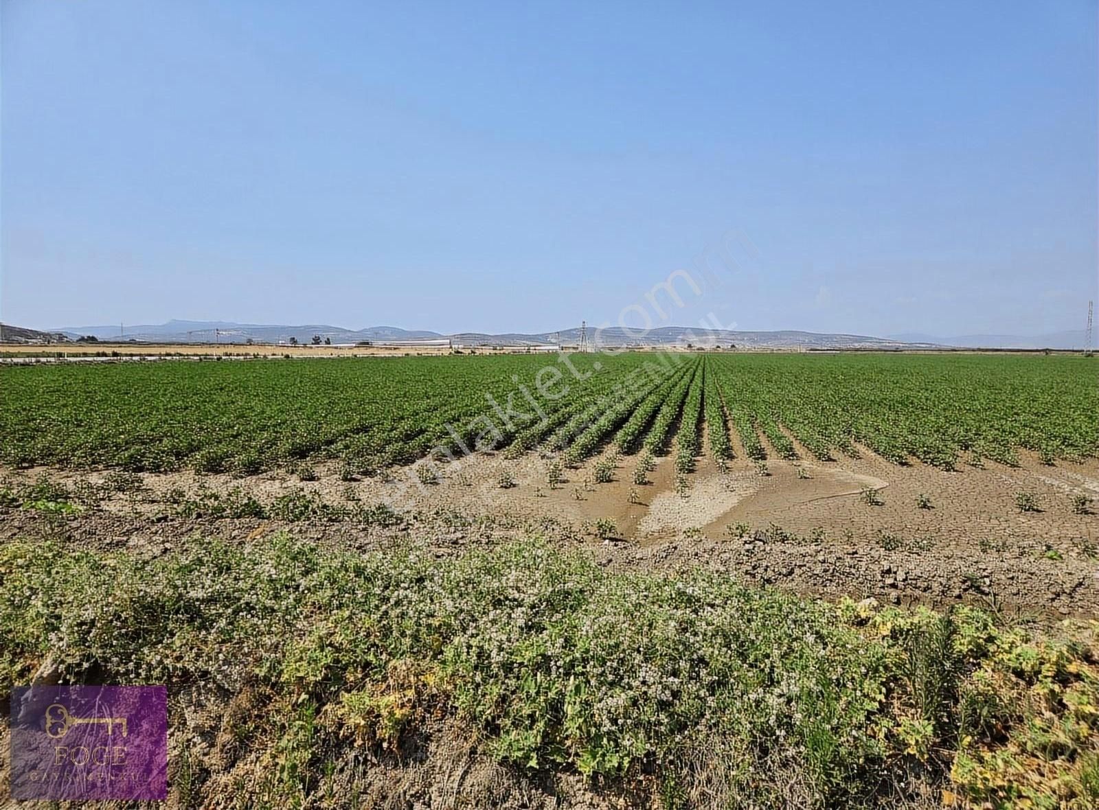 Menemen Kesik'te Anayola Cepheli Değerli Tek Tapu Satılık Tarla - Görsel 2